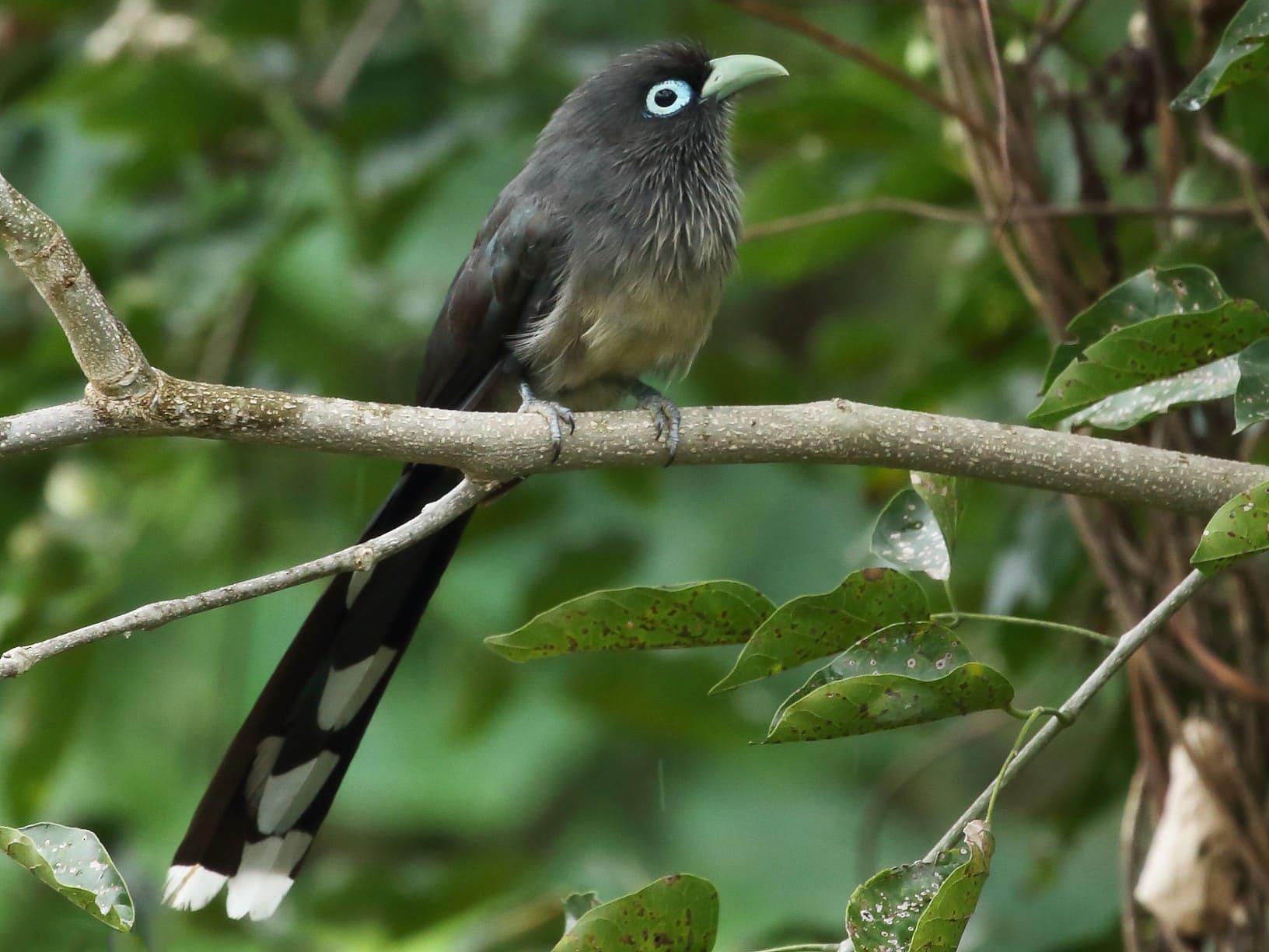 Blue-faced Malkoha